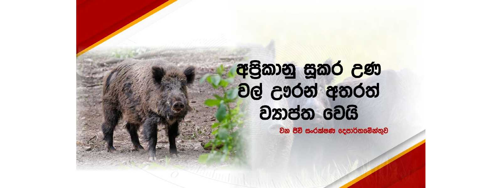 අප්‍රිකානු සූකර උණ වල් ඌරන් අතරත්